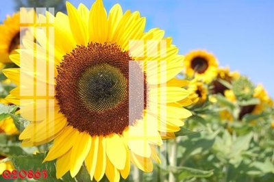 File tranh in trần 3D File gốc in tranh tổng hợp Q20863 (ảnh gốc)