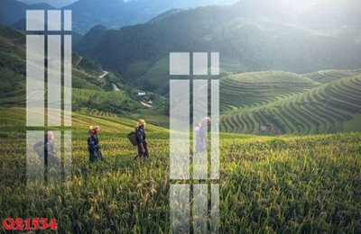 Tải file File gốc in tranh tổng hợp Q21534 (gốc) chủ đề hoa sen