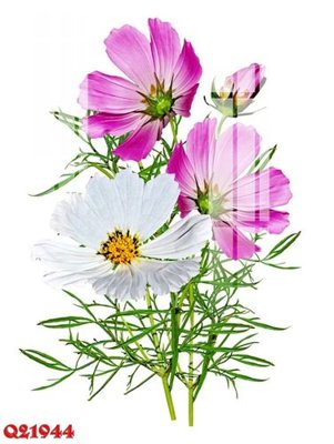 File tranh File gốc in tranh tổng hợp Q21944 (ảnh gốc) in trần nhà