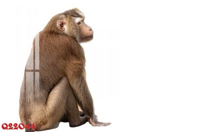 Tải file File gốc in tranh tổng hợp Q22044 (gốc) làm file in ấn