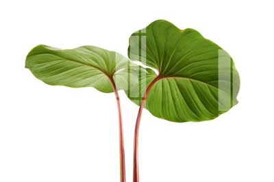 File tranh File gốc in tranh tổng hợp Q2364 (bản gốc) treo tường