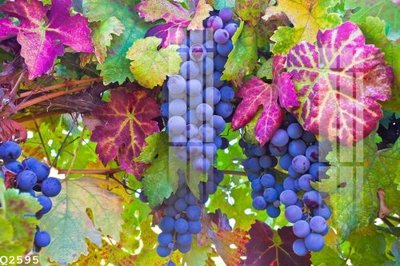 Tải về file gốc File gốc in tranh tổng hợp Q2595 (chuẩn in ấn)