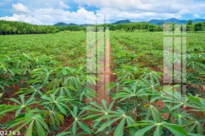 File in lụa File gốc in tranh tổng hợp Q2763 (tân cổ điển) File gốc in tranh tổng hợp Q2763