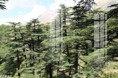 File tranh File gốc in tranh tổng hợp Q2823 (ảnh gốc) in trần nhà