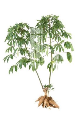 Tải file File gốc in tranh tổng hợp Q2837 (gốc) làm file quảng cáo