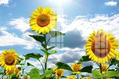 Hình ảnh file gốc File gốc in tranh tổng hợp Q2918 cho in UV