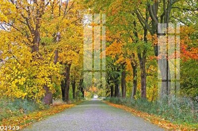 File in mica File gốc in tranh tổng hợp Q2929 (bản gốc) sắc sảo