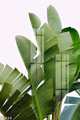 File gốc File gốc in tranh tổng hợp Q2939 (thiết kế) cho in ấn