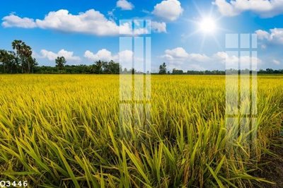 File in ấn chuyên nghiệp File gốc in tranh tổng hợp Q3446 (file gốc)