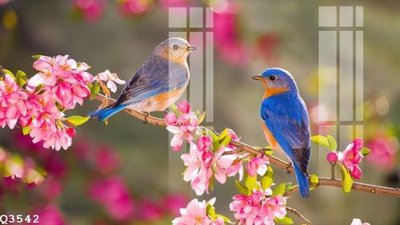 Tải về file tranh gốc File gốc in tranh tổng hợp Q3542 (để in quảng cáo)