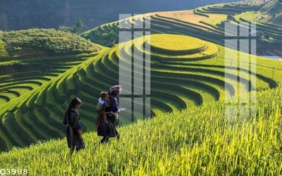 File gốc File gốc in tranh tổng hợp Q3988 (cho in ấn) độc quyền