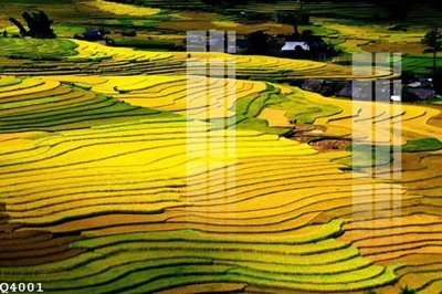 File tranh File gốc in tranh tổng hợp Q4001 (gốc) chủ đề tĩnh vật