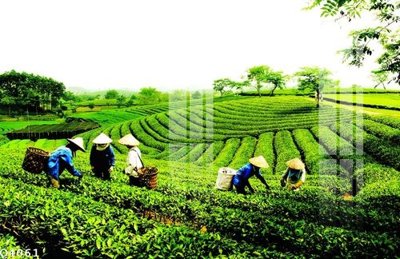 Tải về file gốc File gốc in tranh tổng hợp Q4061 (dùng cho in quảng cáo)