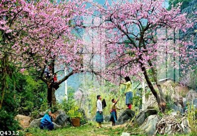 File gốc File gốc in tranh tổng hợp Q4312 cho in ấn và thiết kế