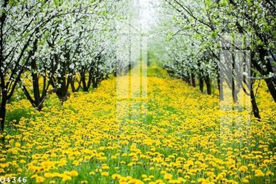 File gốc in tráng gương File gốc in tranh tổng hợp Q4346 chi tiết