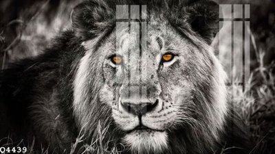 File ảnh File gốc in tranh tổng hợp Q4439 (gốc) in decal dán tường