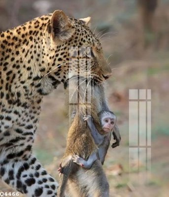 File gốc File gốc in tranh tổng hợp Q4466 (in lụa) tranh thuận buồm