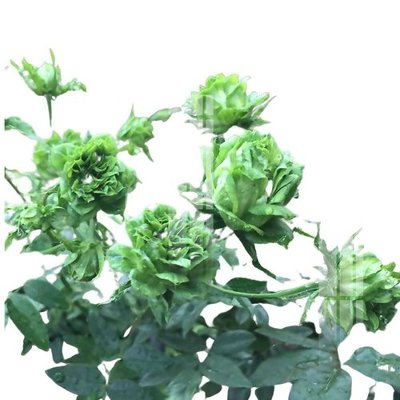 File in trần File gốc in tranh tổng hợp Q4494 (file gốc) phong thủy