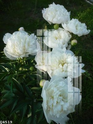 File gốc in mica File gốc in tranh tổng hợp Q4519 chất lượng