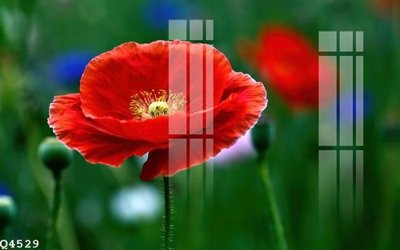 File tranh gốc File gốc in tranh tổng hợp Q4529 (sắc nét từng chi tiết)