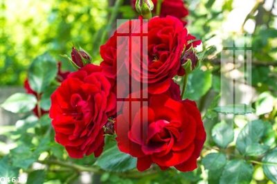 File in trần File gốc in tranh tổng hợp Q4616 (bản gốc) 5D