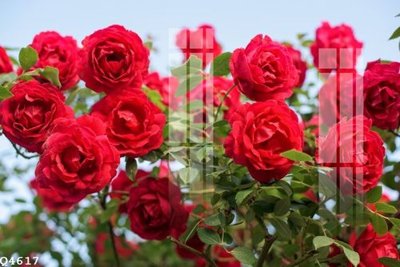 Tải file gốc File gốc in tranh tổng hợp Q4617 (bản PSD) gốc