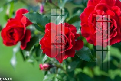 File in trần File gốc in tranh tổng hợp Q4618 (bản gốc) 5D