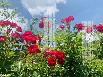 File tranh File gốc in tranh tổng hợp Q4695 (bản gốc) treo phòng ăn