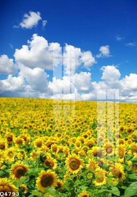 Chi tiết file tranh tráng gương File gốc in tranh tổng hợp Q4793 (ảnh gốc)