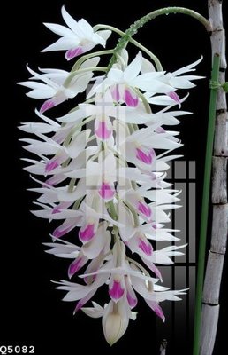 Tải file File gốc in tranh tổng hợp Q5082 (gốc) chủ đề hoa sen