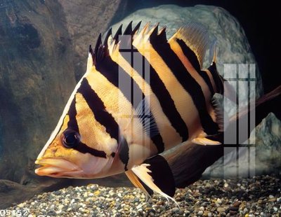 File gốc File gốc in tranh tổng hợp Q5152 (AI/EPS) cho in ấn