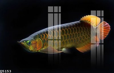 File in trần File gốc in tranh tổng hợp Q5153 (bản gốc) trời sao