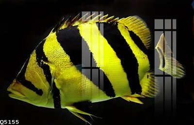 File gốc File gốc in tranh tổng hợp Q5155 (AI/EPS) cho in ấn