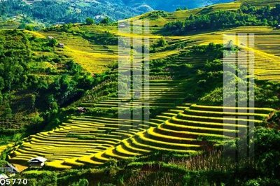 Download file gốc File gốc in tranh tổng hợp Q5770 (in lụa) nghệ thuật