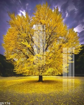 Tải file File gốc in tranh tổng hợp Q5776 (gốc) làm file quảng cáo