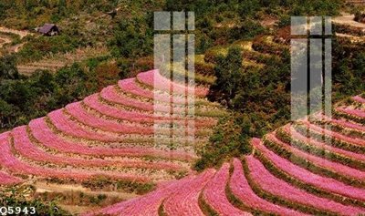 File gốc File gốc in tranh tổng hợp Q5943 (PNG) nền trong suốt