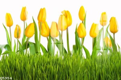 File tranh File gốc in tranh tổng hợp Q5954 (ảnh gốc) cho in ấn kỹ thuật số