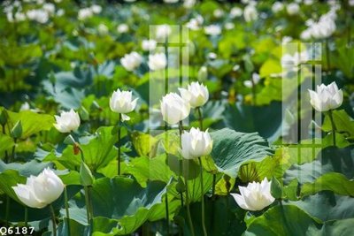 File gốc in ấn File gốc in tranh tổng hợp Q6187 độ phân giải cao