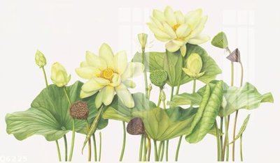 Ảnh gốc File gốc in tranh tổng hợp Q6225 (nét căng) in mica