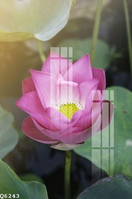 File in ấn cao cấp File gốc in tranh tổng hợp Q6243 (file gốc)