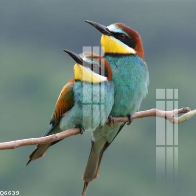 Tệp tin gốc File gốc in tranh tổng hợp Q6639 (dùng cho in) File gốc in tranh tổng hợp Q6639