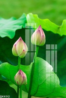 Tải file File gốc in tranh tổng hợp Q6692 (gốc) làm file in ấn