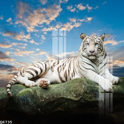 File tranh File gốc in tranh tổng hợp Q6735 (bản gốc) treo quán cafe