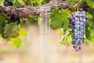 File tranh in tráng gương File gốc in tranh tổng hợp Q6747 (siêu nét)