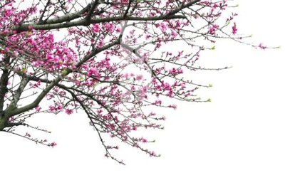 File in trần File gốc in tranh tổng hợp Q6806 (file gốc) hoa văn 3D