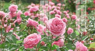 Chi tiết file tranh tráng gương File gốc in tranh tổng hợp Q7002 (ảnh gốc)