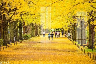 Download file gốc File gốc in tranh tổng hợp Q7015 (in lụa) hoa lá