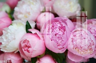 File in mica File gốc in tranh tổng hợp Q7050 (bản gốc) sắc sảo