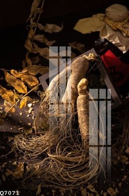 File tranh File gốc in tranh tổng hợp Q7071 (gốc) chủ đề thiên nhiên