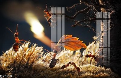 File tranh File gốc in tranh tổng hợp Q7100 (bản gốc) treo quán cafe